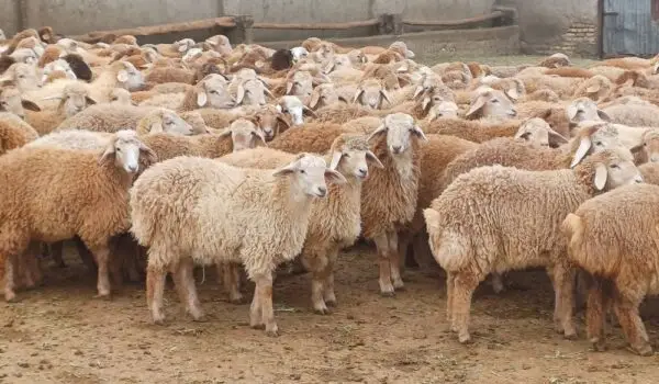 افزایش بهره وری