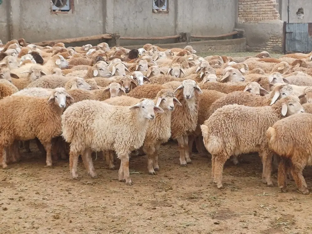 افزایش بهره وری
