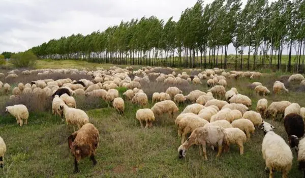 عشایر دامدار