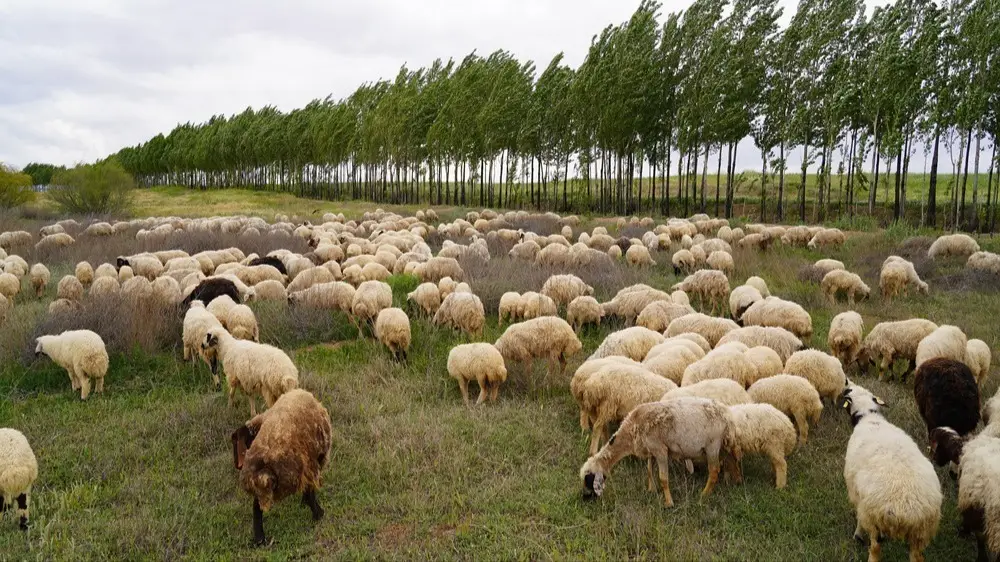 عشایر دامدار