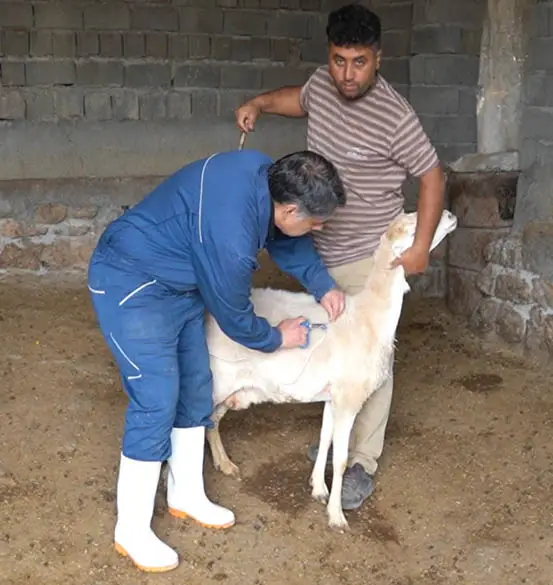بهداشت دام