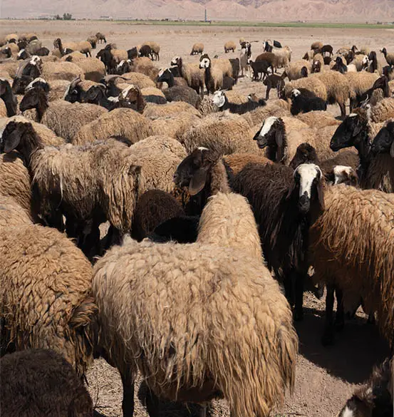 دام سبک در ایران