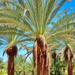 سرشاخه خرما