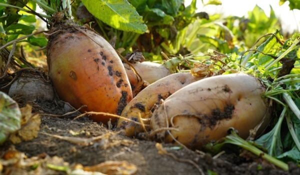 چغندرعلوفه ای