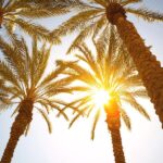 زائدات خرما