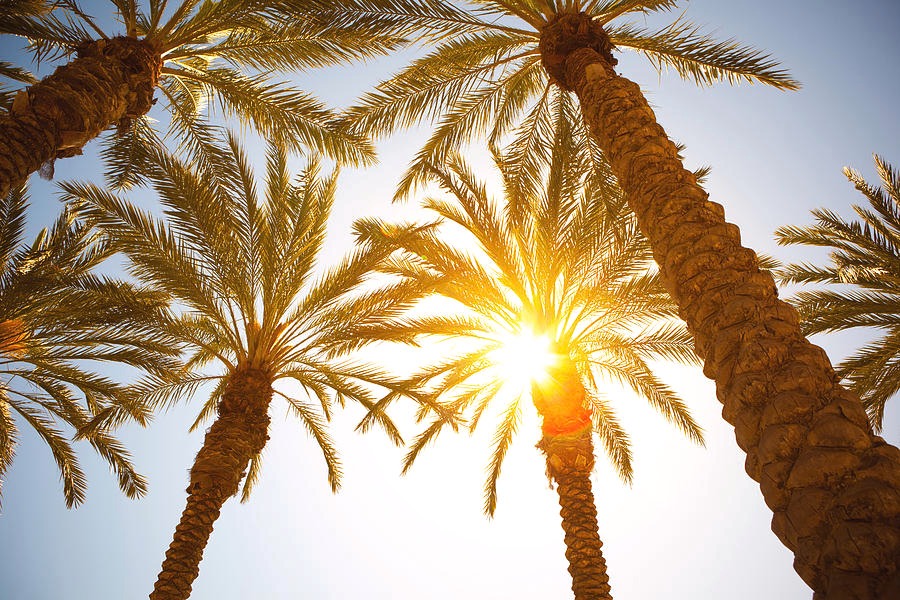 زائدات خرما