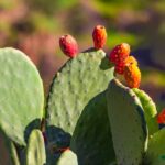 کاکتوس علوفه ای