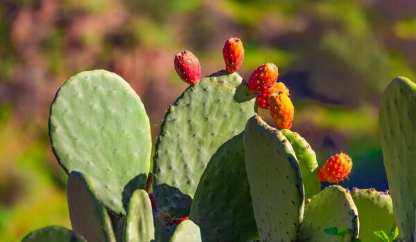 کاکتوس علوفه ای