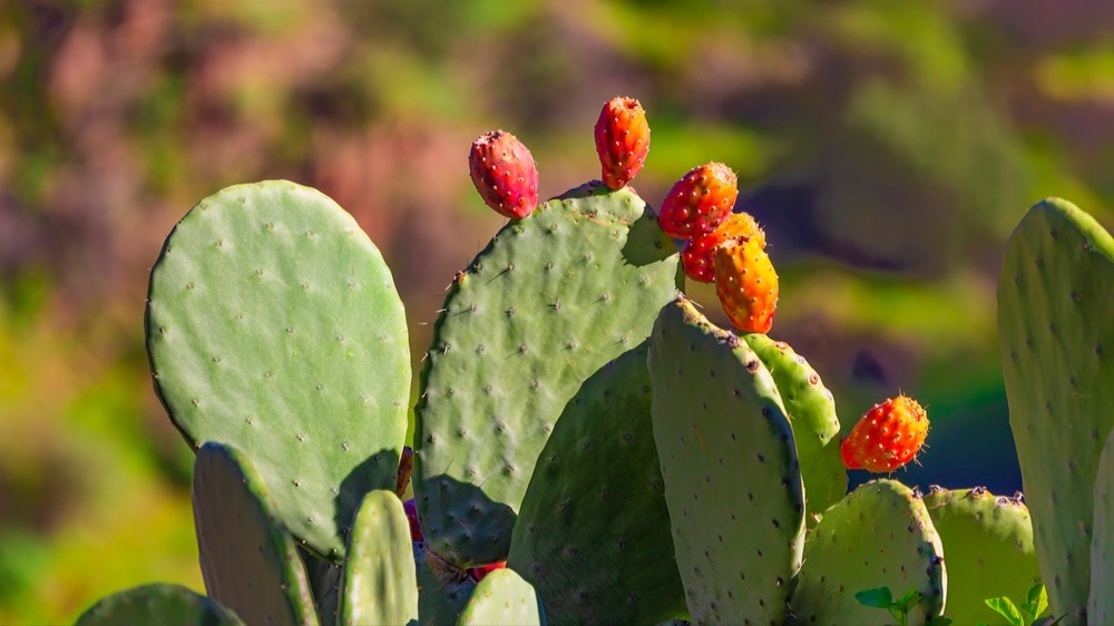 کاکتوس علوفه ای